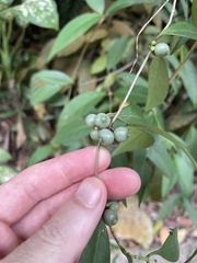 Gynochthodes coriacea