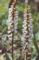 Peristylus constrictus