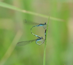 Agriocnemis clauseni
