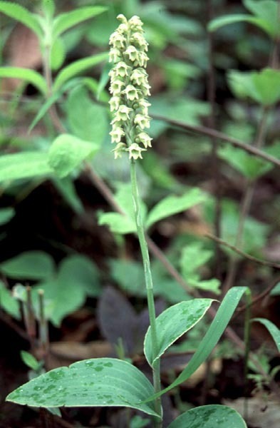 Peristylus prainii (Peristylus prainii)