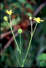 Ranunculus siamensis