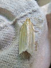 Clepsis clemensiana