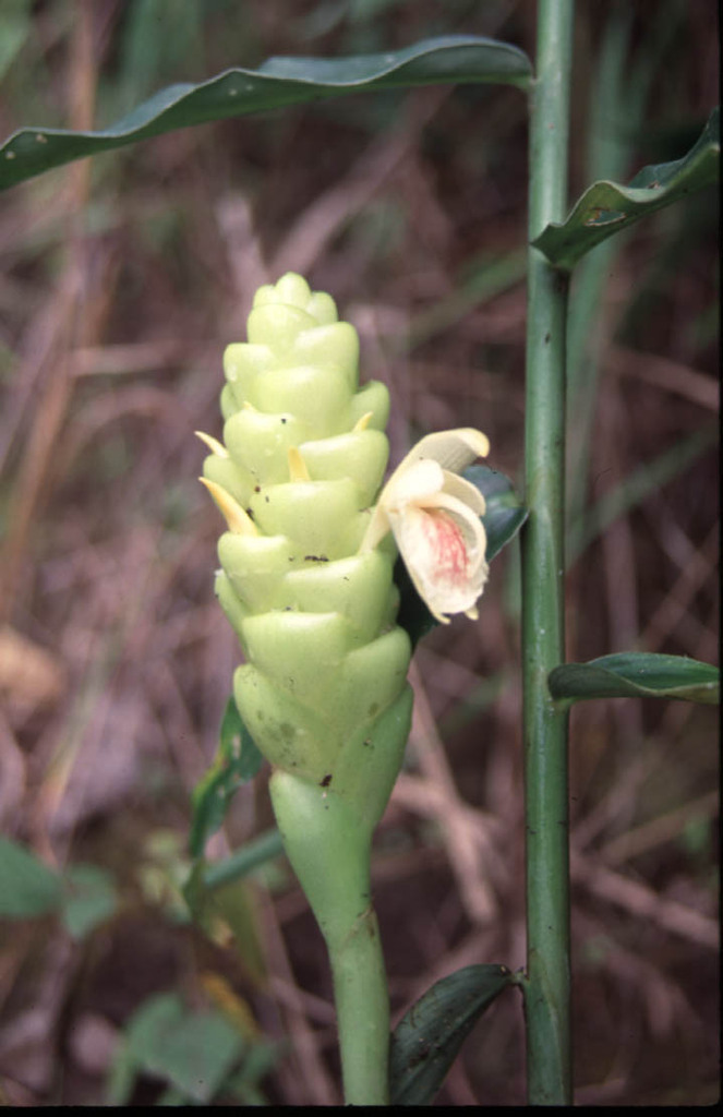 Zingiber parishii