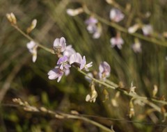 Astragalus austriacus