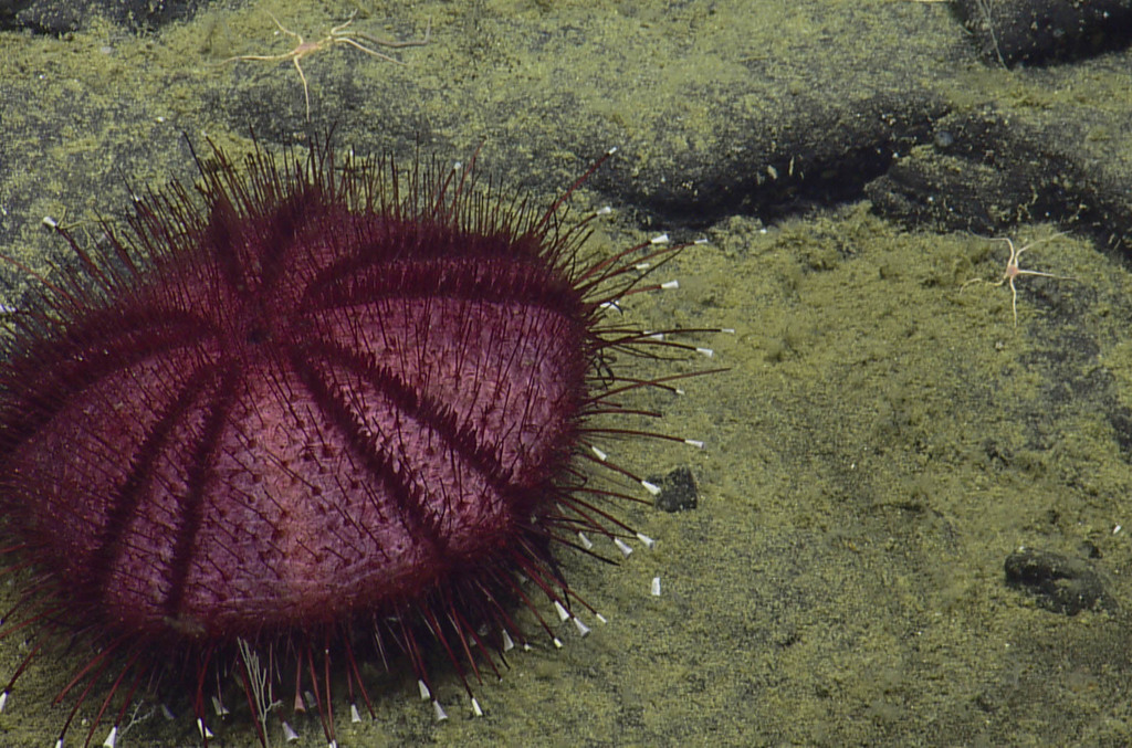 Echinothuriacea