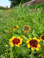 Coreopsis tinctoria