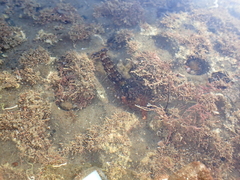 Alpheus novaezealandiae
