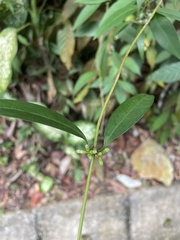 Gynochthodes coriacea