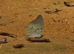 Polyura delphis