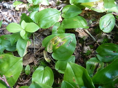 Liriomyza smilacinae