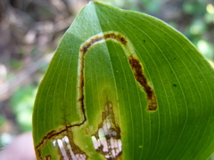 Liriomyza smilacinae