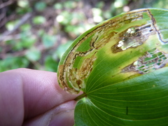 Liriomyza smilacinae