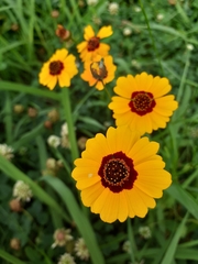 Coreopsis tinctoria
