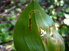 Liriomyza smilacinae