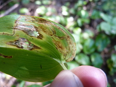 Liriomyza smilacinae