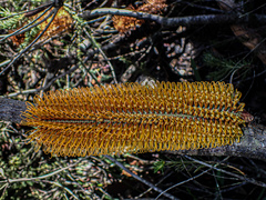 Banksia ericifolia