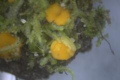 Phaeohelotium undulatum