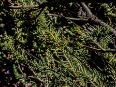 Banksia ericifolia