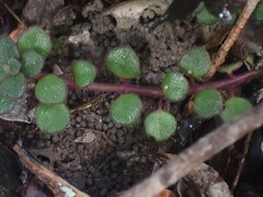 Plectranthus strigosus