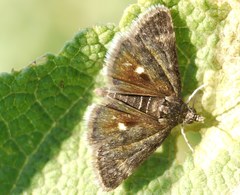 Heliothela wulfeniana