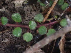 Plectranthus strigosus