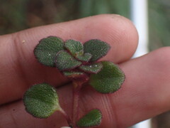 Plectranthus strigosus