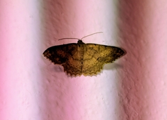 Luxiaria mitorrhaphes