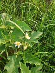 Solanum carolinense