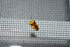 Elasmostethus atricornis