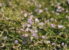 Astragalus austriacus