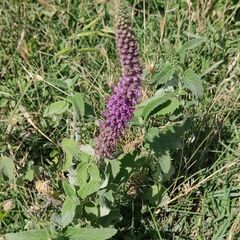 Teucrium hircanicum