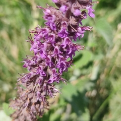 Teucrium hircanicum