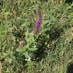 Teucrium hircanicum