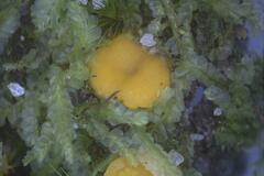 Phaeohelotium undulatum