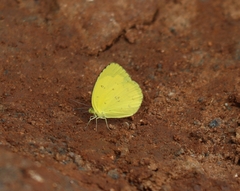 Eurema andersoni