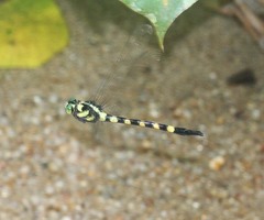 Macrogomphus kerri