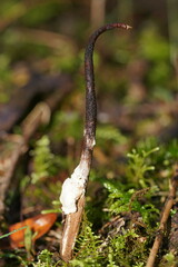 Cordyceps cranstounii