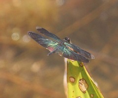 Rhyothemis plutonia