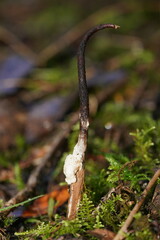 Cordyceps cranstounii