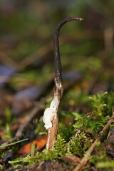 Cordyceps cranstounii