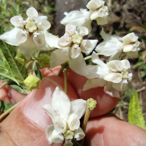 Gomphocarpus physocarpus observed 2022-07-10