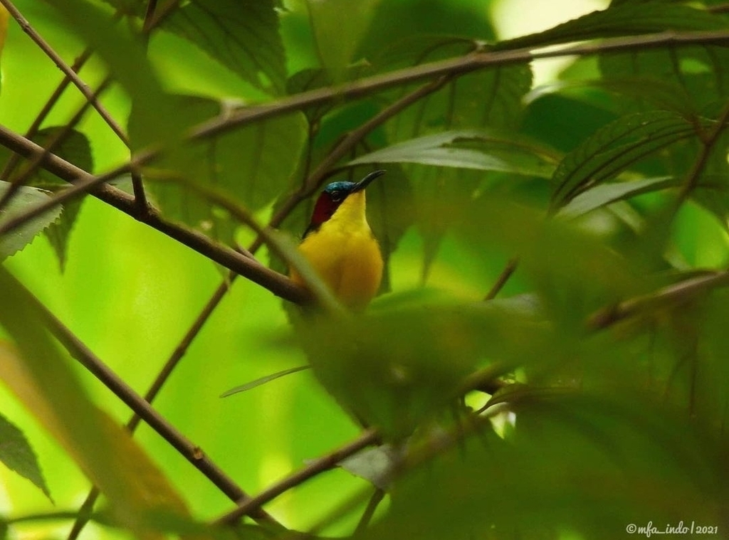 Elegant Sunbird in December 2021 by Moch. Fadrin A. Indo · iNaturalist