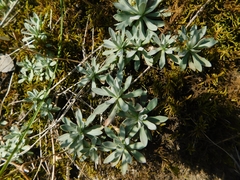 Schivereckia podolica