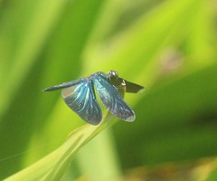 Rhyothemis plutonia