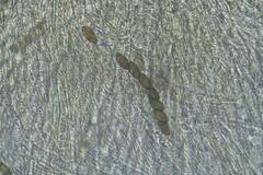 Phaeohelotium undulatum