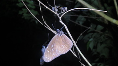 Euploea mulciber barsine