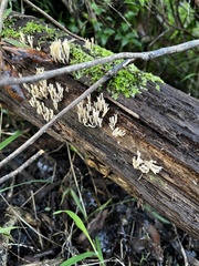 Artomyces austropiperatus