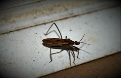 Narvesus carolinensis