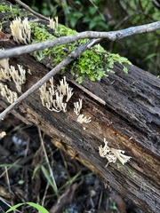Artomyces austropiperatus