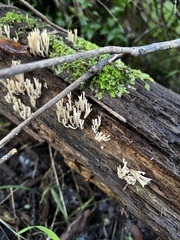 Artomyces austropiperatus